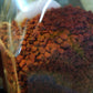 CasaBlanca Annatto Seeds (Achiote) Onoto 8oz